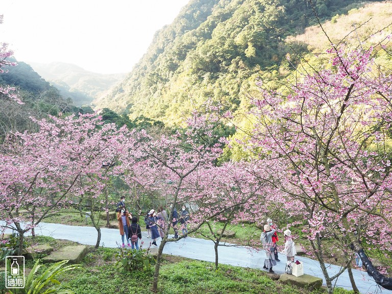 三峽大熊櫻花林