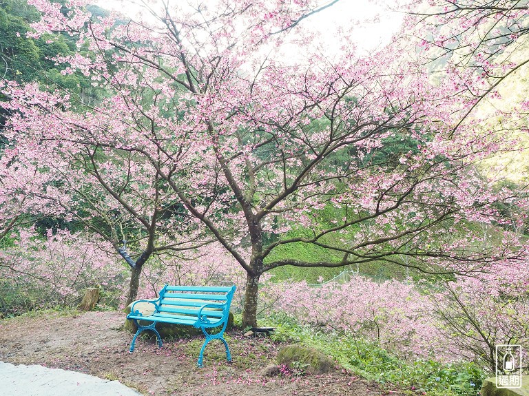 三峽大熊櫻花林