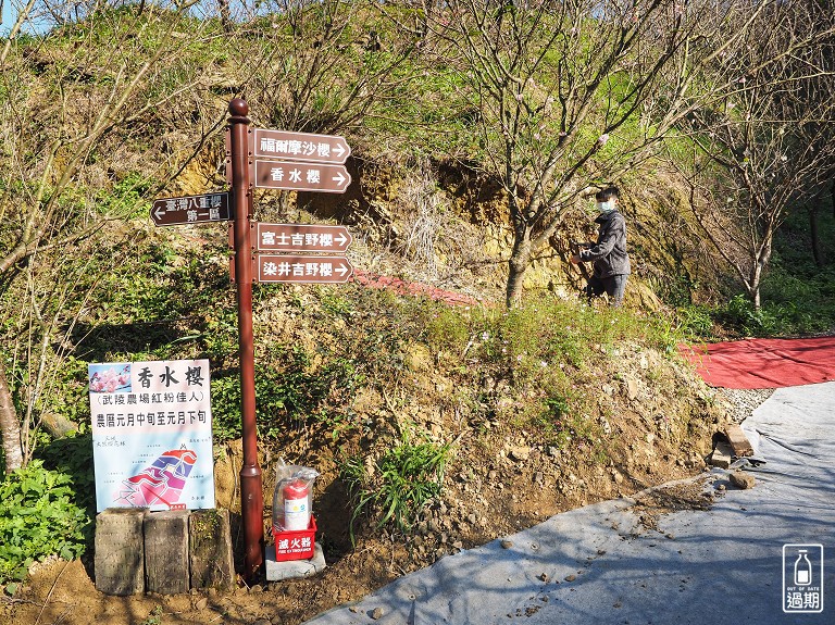 三峽大熊櫻花林