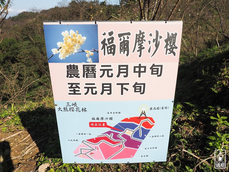 三峽大熊櫻花林