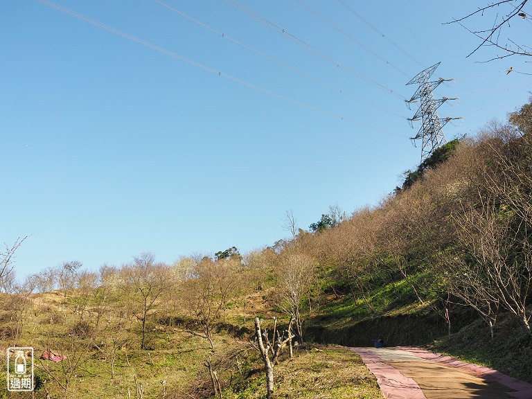 三峽大熊櫻花林