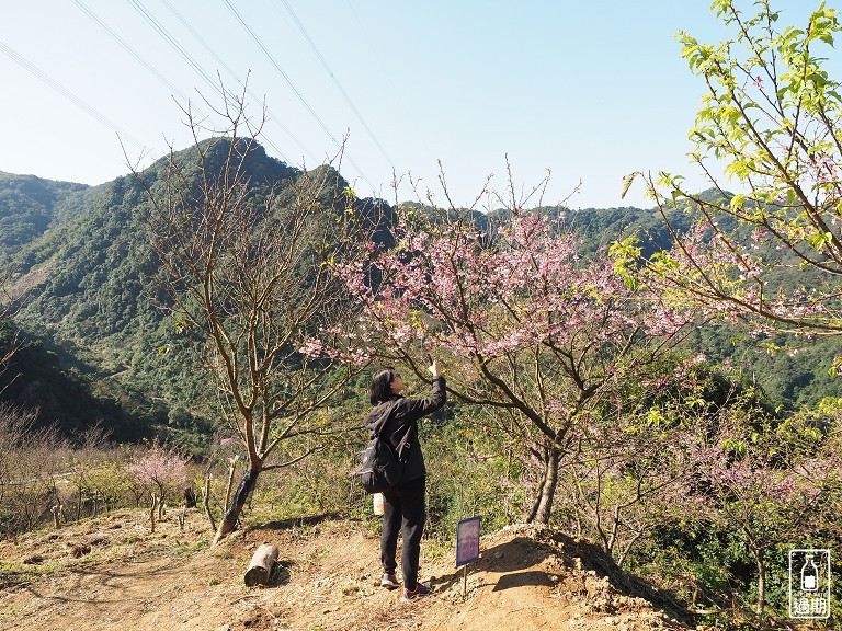 三峽大熊櫻花林