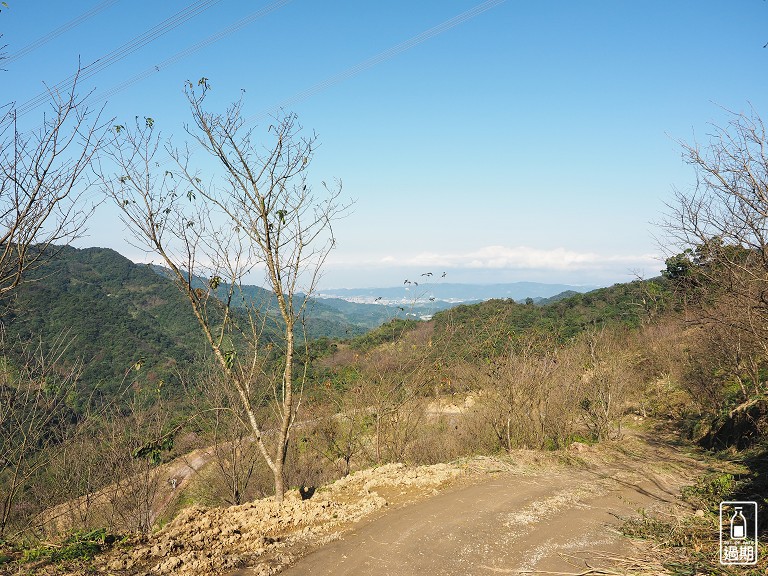 三峽大熊櫻花林