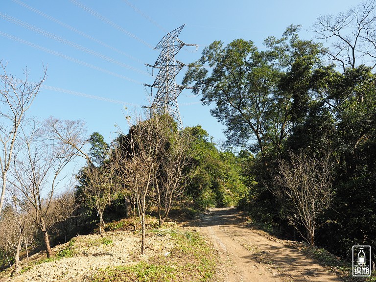 三峽大熊櫻花林