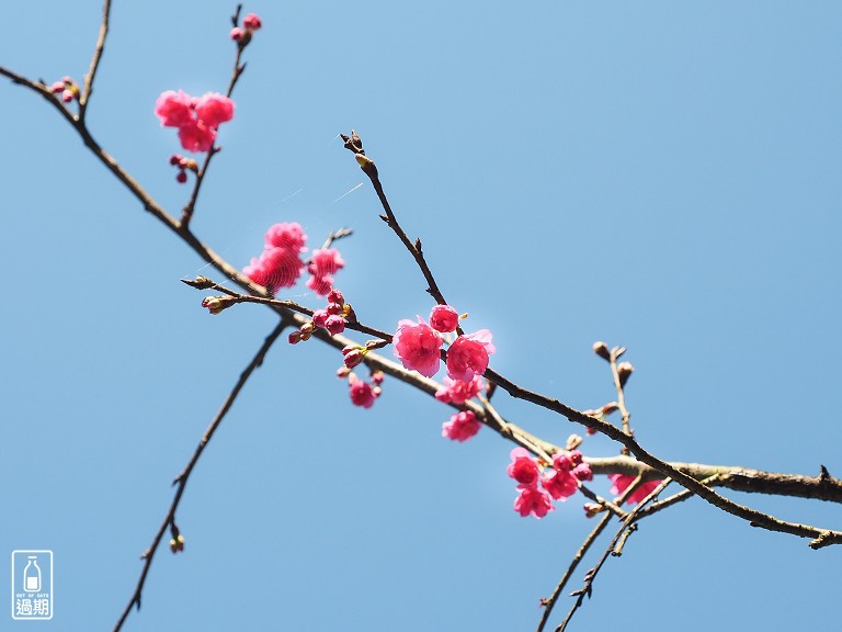 三峽大熊櫻花林