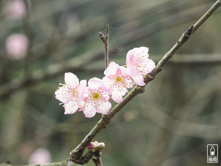 三峽大熊櫻花林