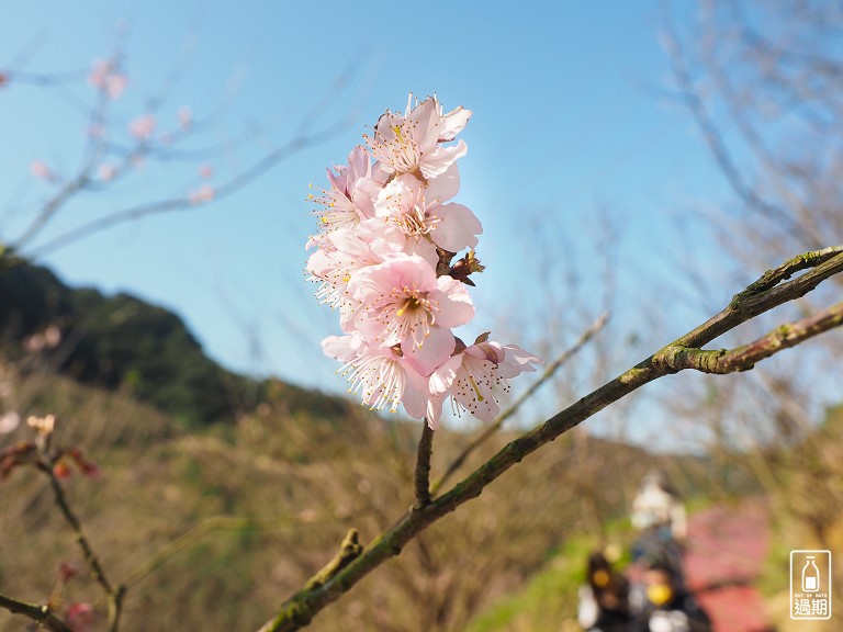 三峽大熊櫻花林