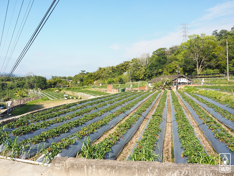 村長伯草莓園