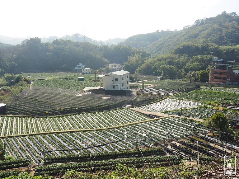 村長伯草莓園