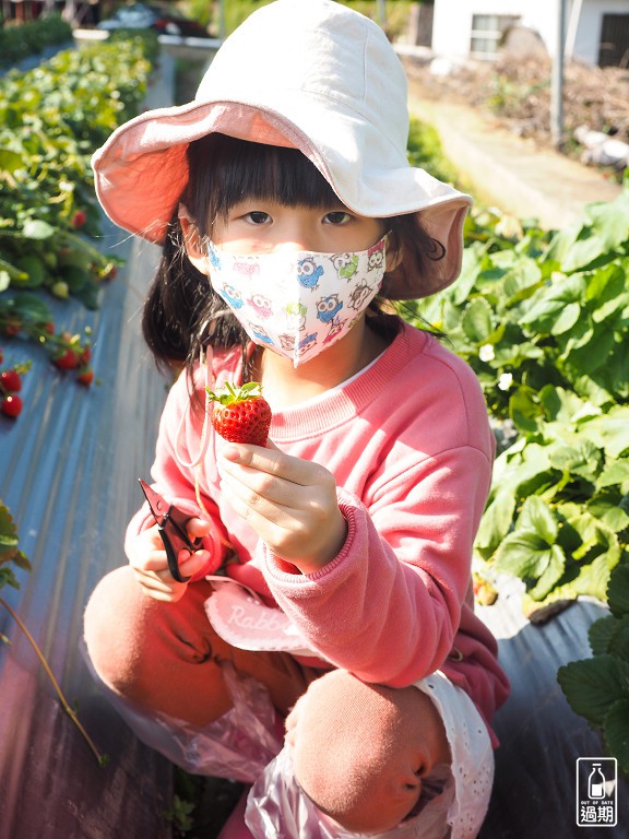 村長伯草莓園