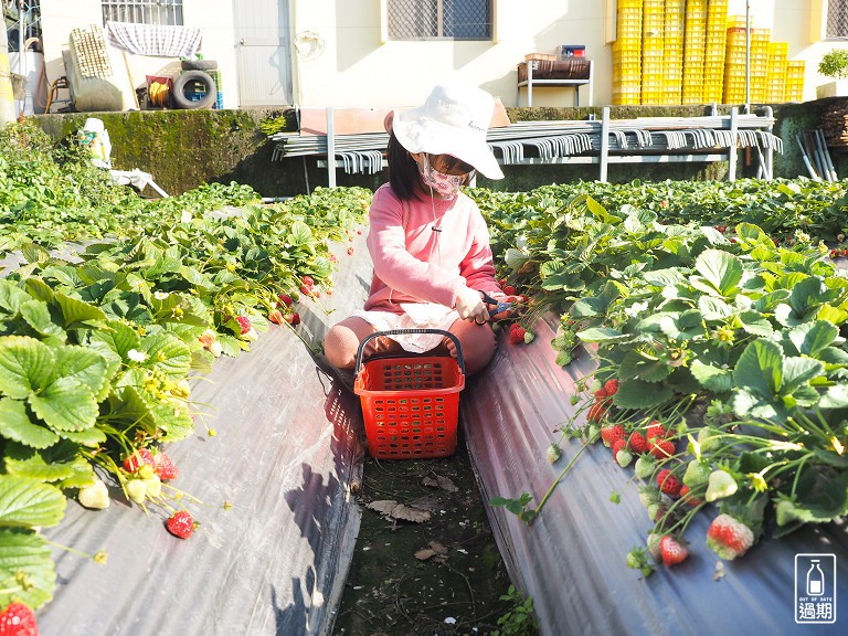 村長伯草莓園