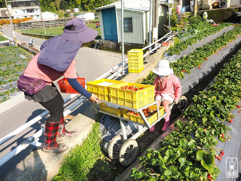 村長伯草莓園