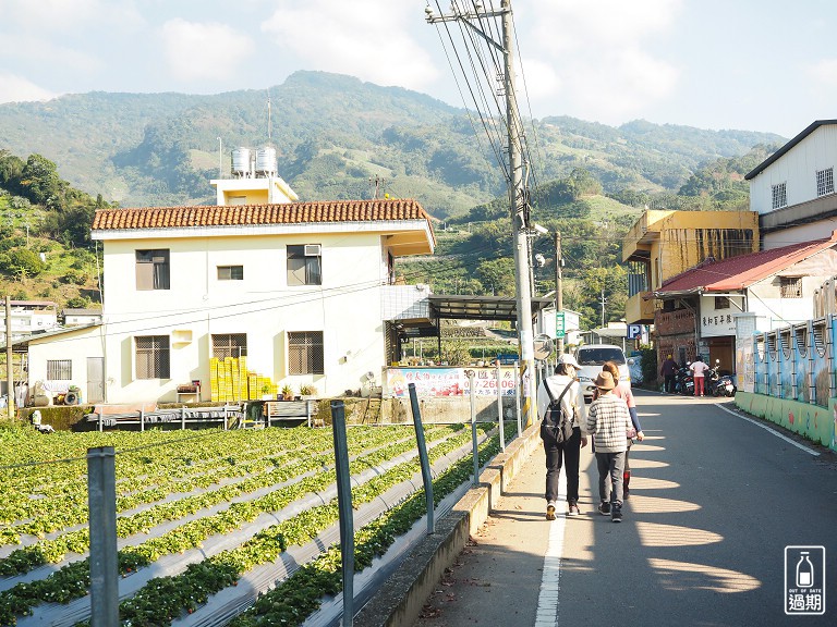 村長伯草莓園