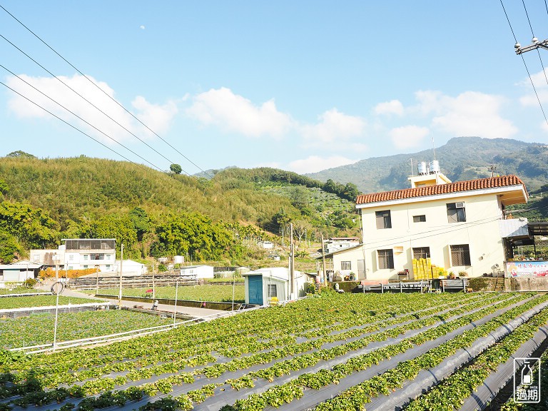 村長伯草莓園