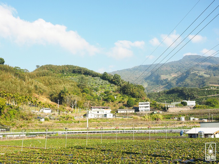 村長伯草莓園