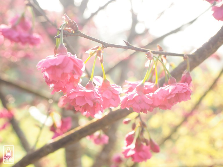 吾山居(原瑪菈棒露營區)