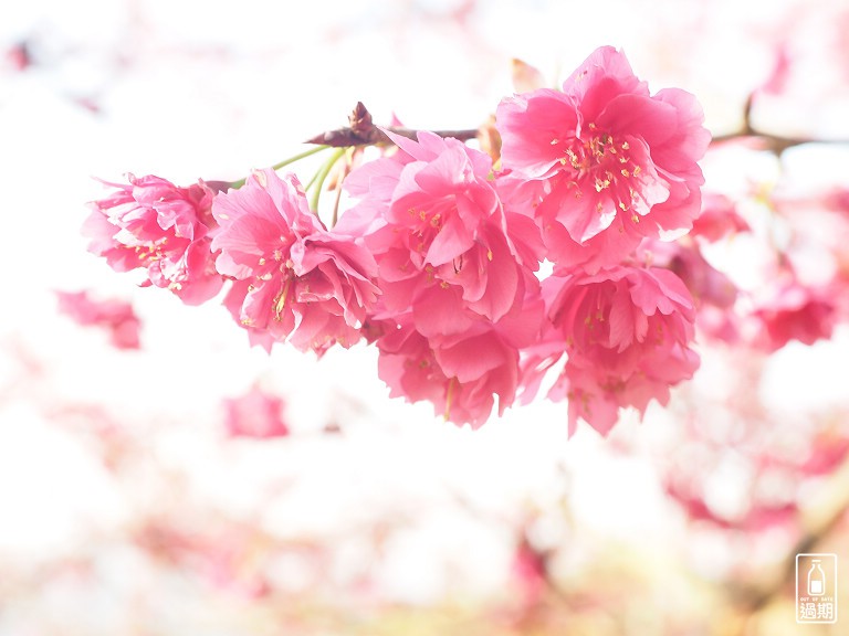 吾山居(原瑪菈棒露營區)