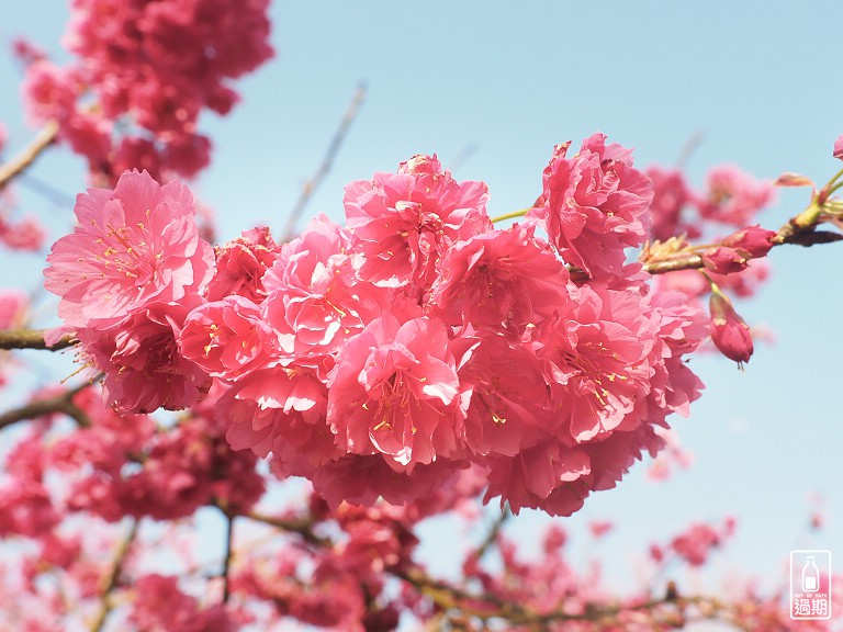 吾山居(原瑪菈棒露營區)