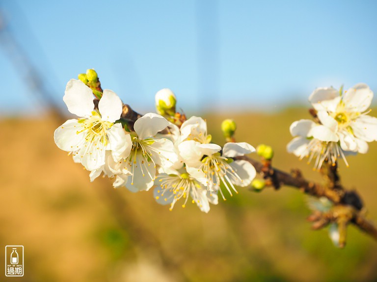 吾山居(原瑪菈棒露營區)