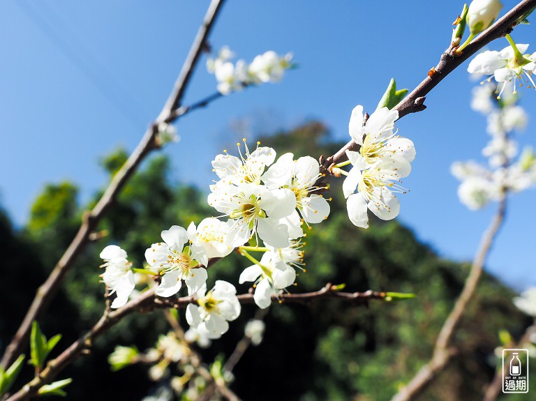 吾山居(原瑪菈棒露營區)