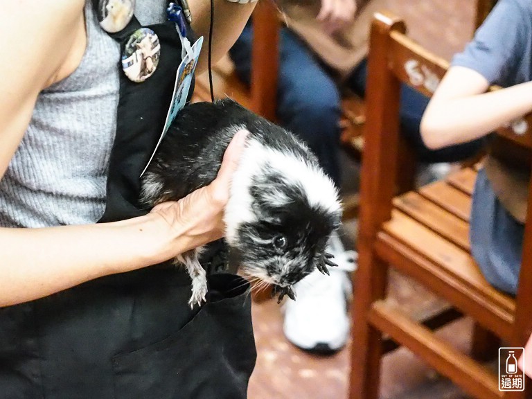 台灣昆蟲館小小動物飼育員