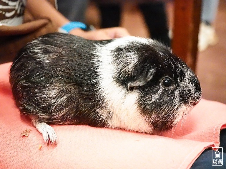 台灣昆蟲館小小動物飼育員