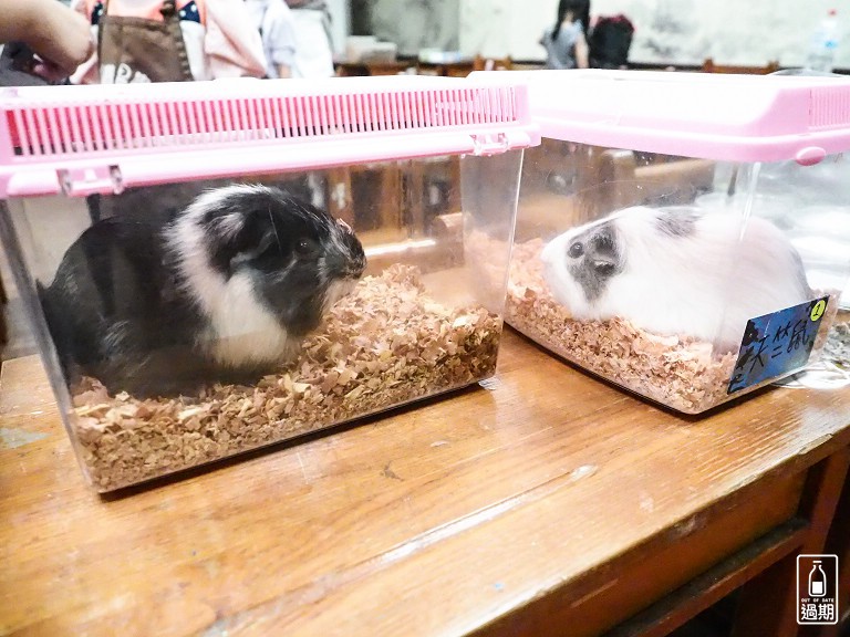 台灣昆蟲館小小動物飼育員