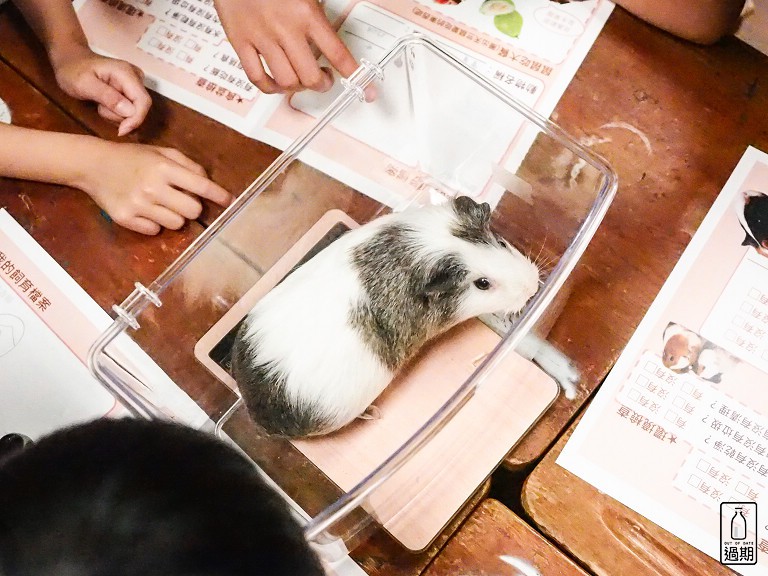 台灣昆蟲館小小動物飼育員