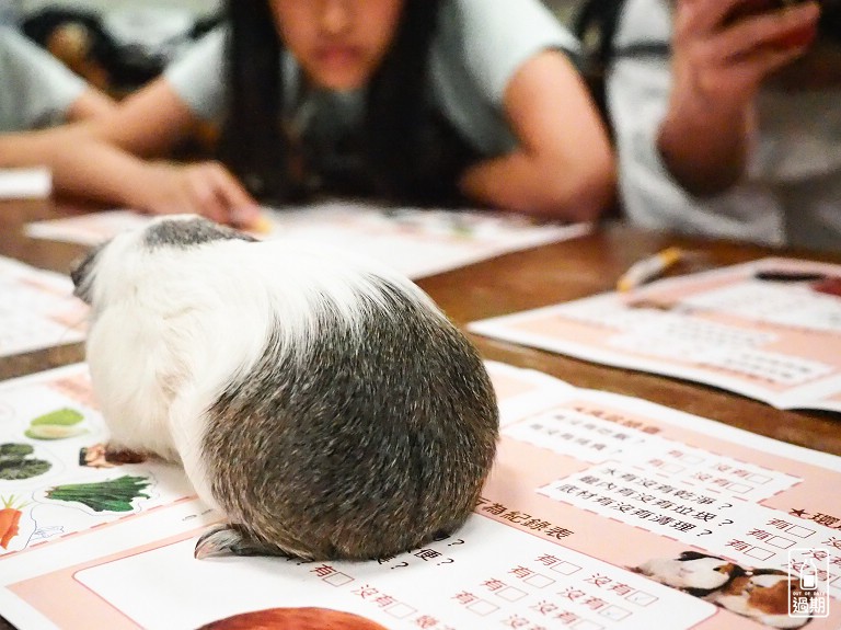 台灣昆蟲館小小動物飼育員