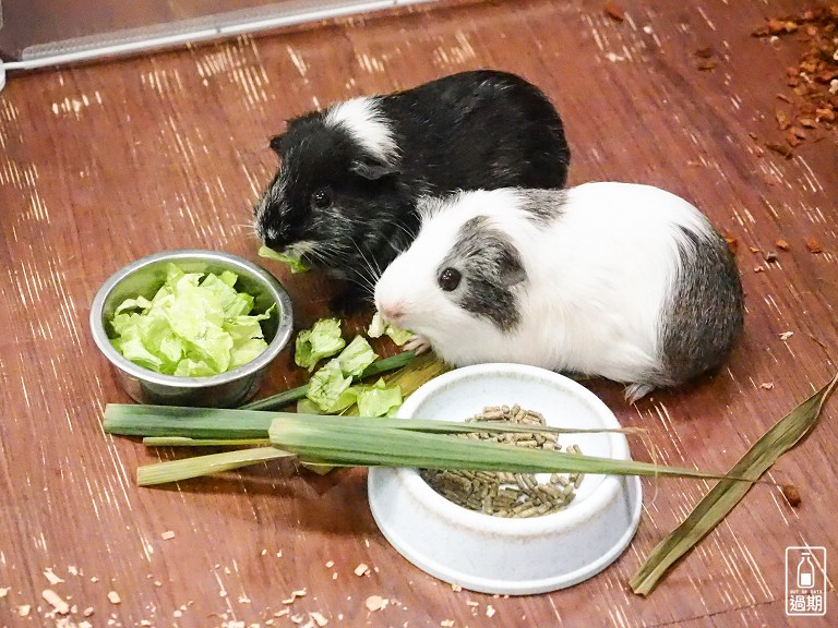 台灣昆蟲館小小動物飼育員