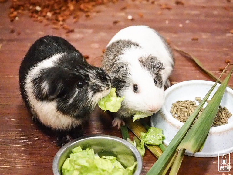 台灣昆蟲館小小動物飼育員