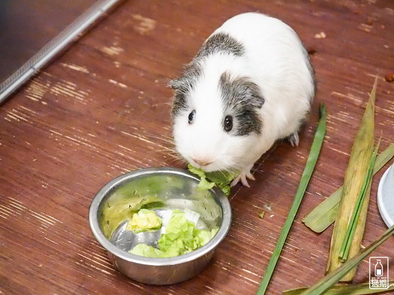 台灣昆蟲館小小動物飼育員