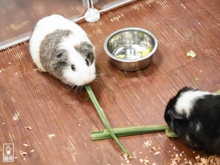 台灣昆蟲館小小動物飼育員