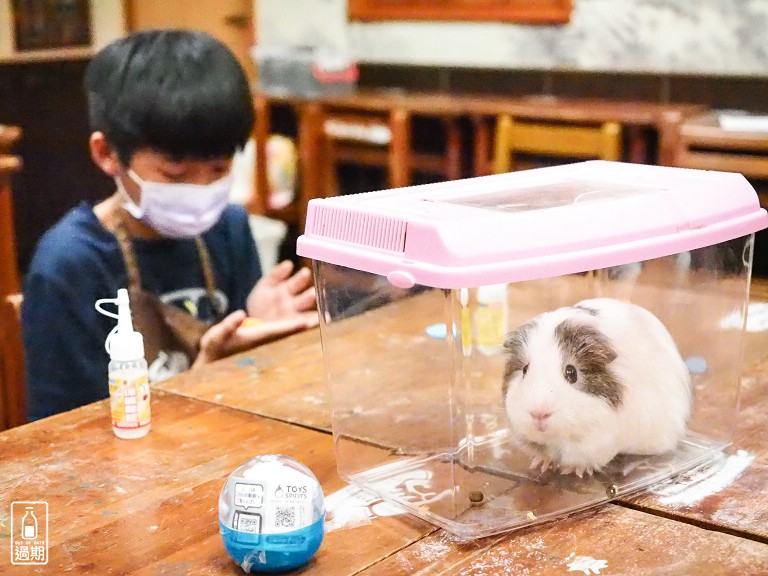 台灣昆蟲館小小動物飼育員