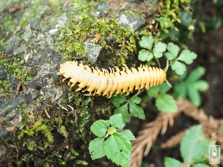 東眼山國家森林遊樂區