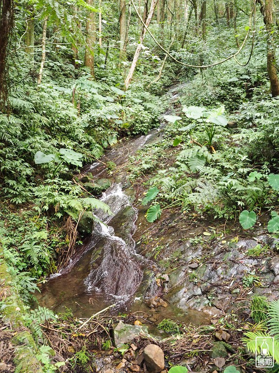 東眼山國家森林遊樂區