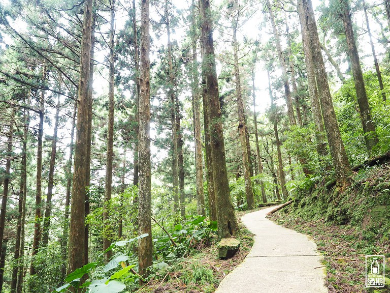 東眼山國家森林遊樂區