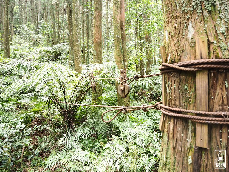 東眼山國家森林遊樂區