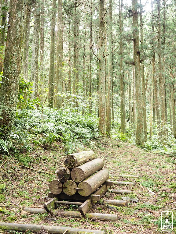 東眼山國家森林遊樂區