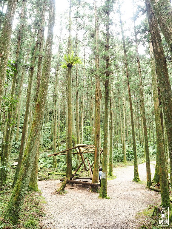 東眼山國家森林遊樂區