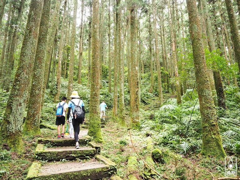 東眼山國家森林遊樂區