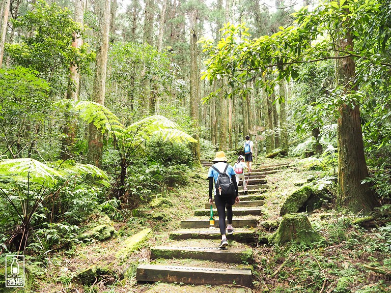 東眼山國家森林遊樂區