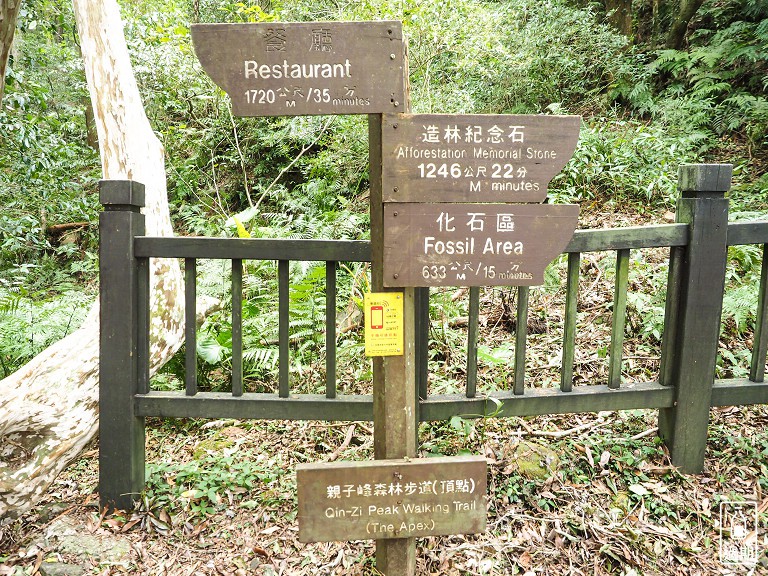 東眼山國家森林遊樂區