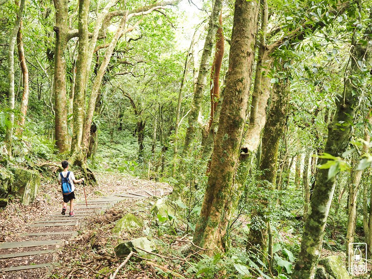 東眼山國家森林遊樂區