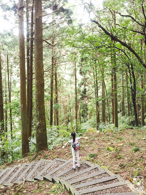 東眼山國家森林遊樂區