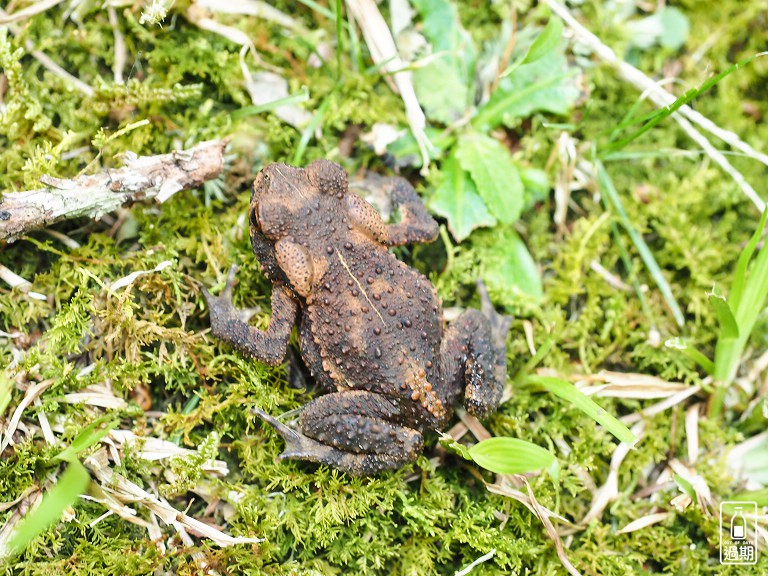 東眼山國家森林遊樂區