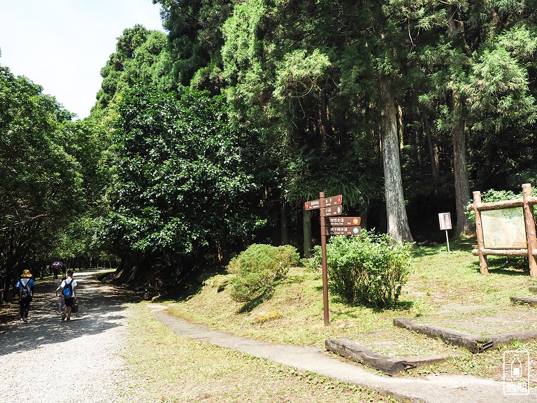 東眼山國家森林遊樂區