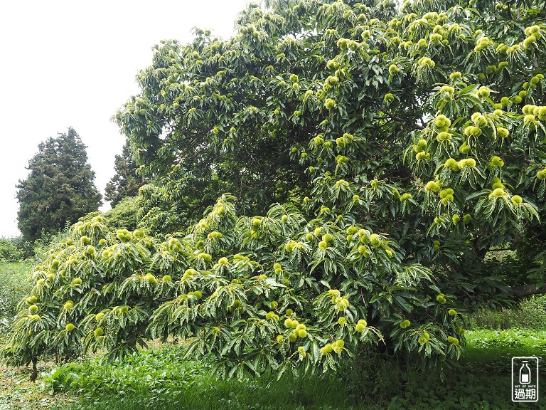 福壽山農場