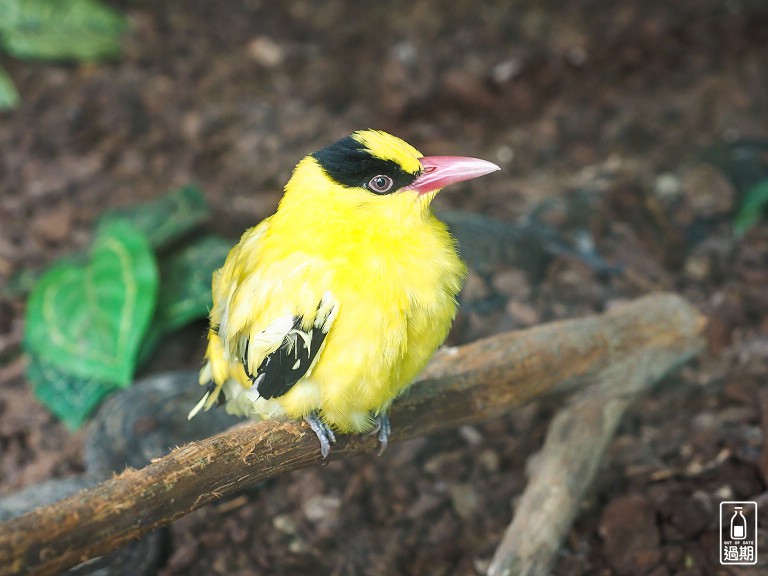 蟬說：鳳凰亭序