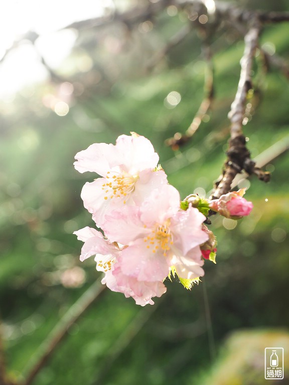 蟬說：鳳凰亭序